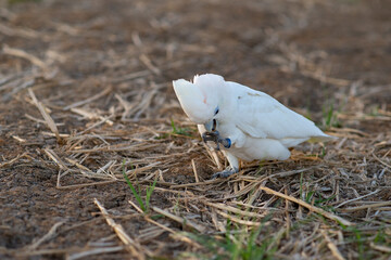 sulphur crested cockatoo