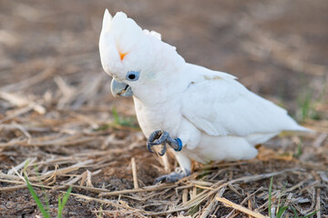 sulphur crested cockatoo