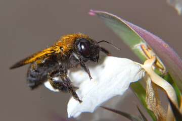 Abejorro, Xylocopa violacea,  libando en una flor de Acanto, 