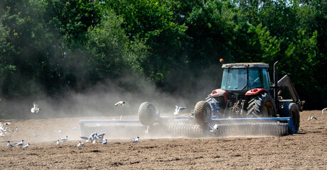 Loire-Atlantique, France; seagulls laughing take advantage of the passage of the tractor to eat, Sainte Lumine de coutais.