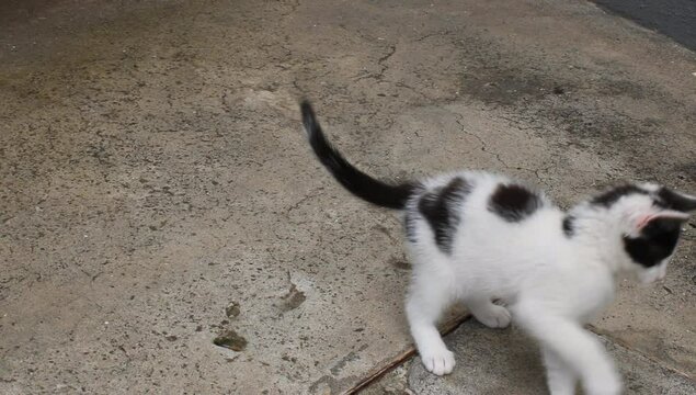 Un gato blanco jugando 