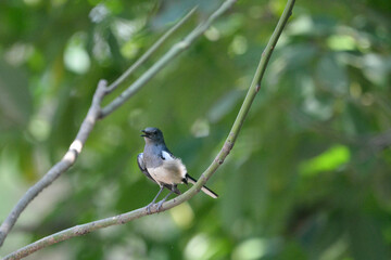 Fototapeta premium Magpie on a branch 