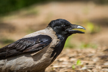 crow looking for food in a city park on a hot summer day