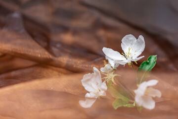 Fototapeta premium Flowers of apple tree, on a brown gas cloth. .Close-up. Concept: summer flowers