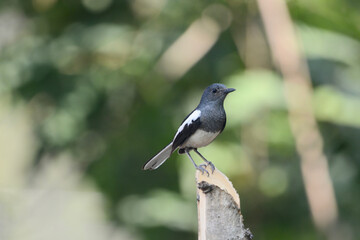 Magpie on a branch
