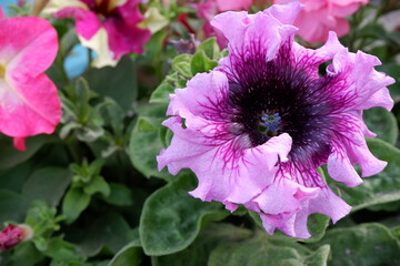 close up of petunia flower