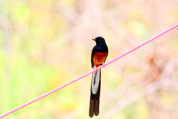 Magpie on a branch
