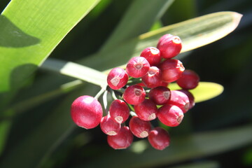 Planta clivia, Clivia nobilis. semillas