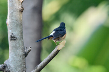 Magpie on a branch
