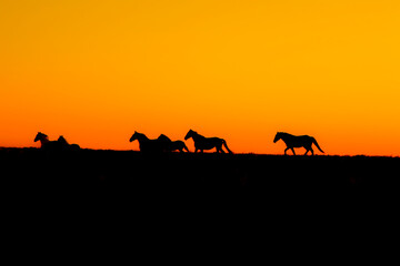 silhouette of camels in the desert