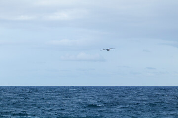 Fototapeta na wymiar Seagull flying near the water
