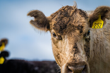 cows grazing on pasture.