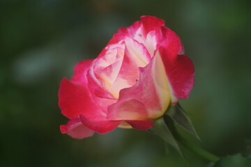 Obraz na płótnie Canvas Red-white rose flower close-up