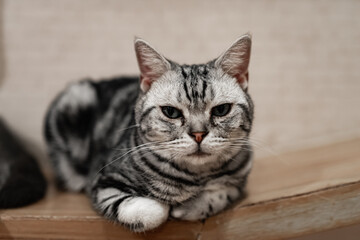 Portrait cute cat
