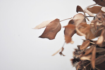 Decorative flowers and dry leaves with place for text.