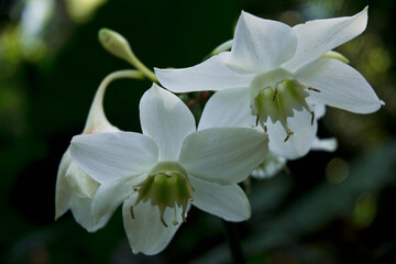 White Lily 