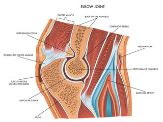 Medical diagram of elbow joint with a description of the principal component parts,