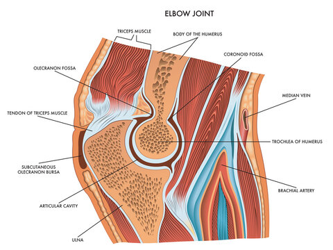 Medical diagram of elbow joint with a description of the principal component parts,