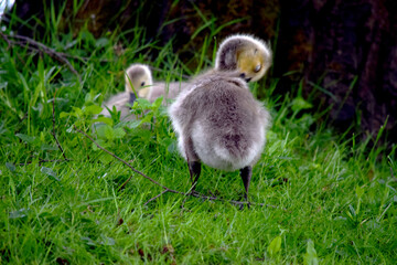 Canada Goose Pair 01
