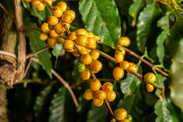 Coffee beans ripening, fresh coffee, yellow berry branch, industry agriculture on tree. Coffee bean on tree.