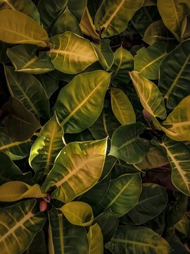  plantas con hojas amarillas