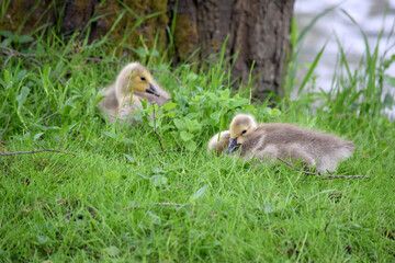 Canada Goose Pair 02