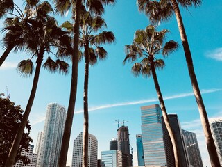 Fototapeta na wymiar Palm Trees and City View