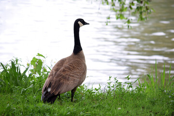 Canada Goose Standing