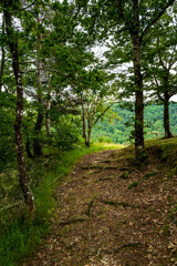 Fototapeta premium promenade dans les bois 2