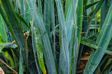 Obraz premium Evergreen yucca plant. Fibers on yucca leaves.