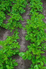 Growing potatoes. Rows of young green plants after the rain. Wet soil. Vertical image. 