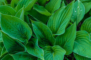 Green Hosta plant after summer rain in Ukraine. Natural green background. Large raindrops are on the leaves.