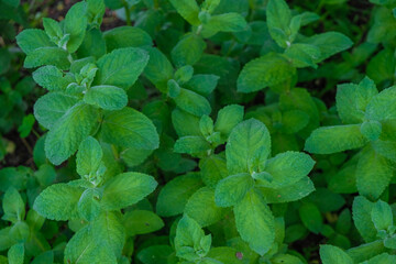 Green stems of mint. Top view. Selective focus. Copy space. 