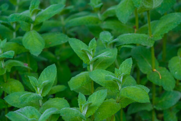 Fototapeta na wymiar Green stems of mint. Selective focus. Copy space. 