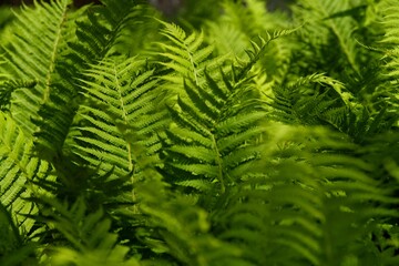 Fern leaf in the forest