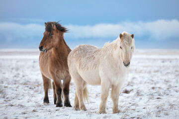 Two icelandic horse friends in iceland winter cold snow