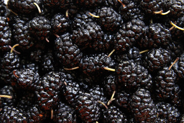 Mulberrys fruit. Closeup of the freshness mulberry fruit.