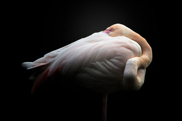 A greater flamingo sleeping