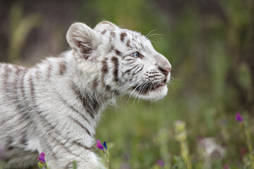 White baby tiger cub lion hunting