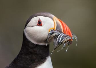 A proud hungry atlantic puffin displaying full beak of sandeel fish