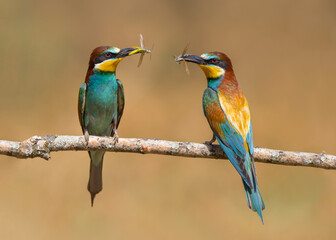 Two bee eaterrs perched with food insects