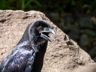 black vulture in the zoo