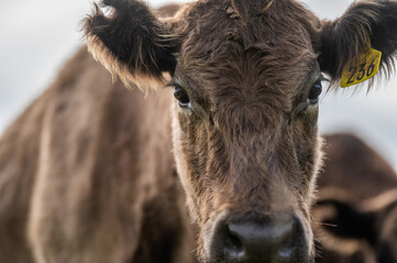 cows grazing on pasture.