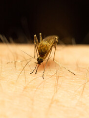 mosquito sucking blood