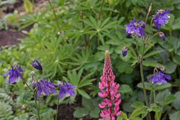 wildflowers natural composition on a sunny day.