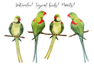 Set with beautiful watercolor parrots. Tropics. Realistic tropical birds. Parrots. White background. - 357021673