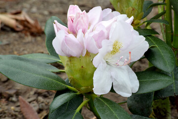 White Rhododendron 03