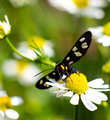 butterfly on flower