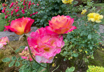 Red and pink rose blossoms in front of a colorful garden.  In focus blossons contrast with out of focus background.