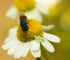 Оса блестянка